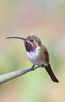 MEXICAN SHEARTAIL