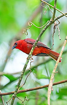RED-THROATED ANT-TANAGER