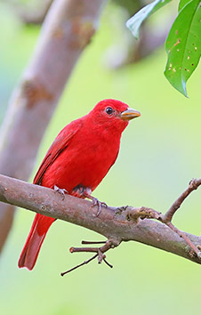 SUMMER TANAGER 
