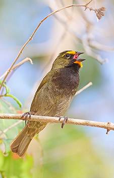 YELLOW-FACED GRASSQUIT
